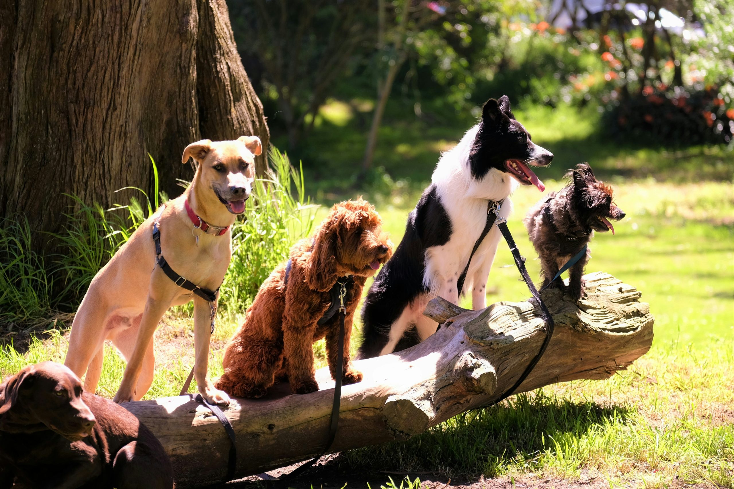 4 Different dog breeds sitting on a log in a park